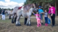 Lierop Fokpaardendag 2016 (32)